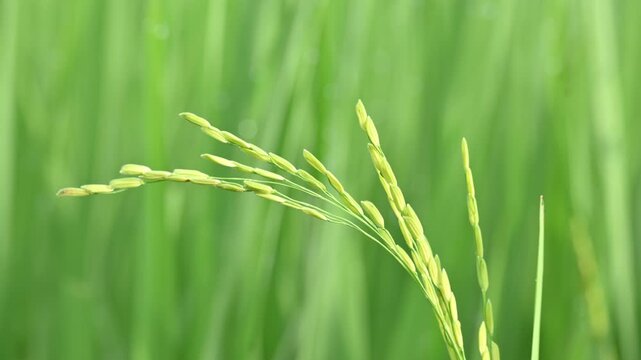 Ears of rice with green blurred background. Golden ear of paddy rice. Closeup the bunch ripe golden green paddy grain growing with plant. Rice field in India. Rice or paddy farming.
