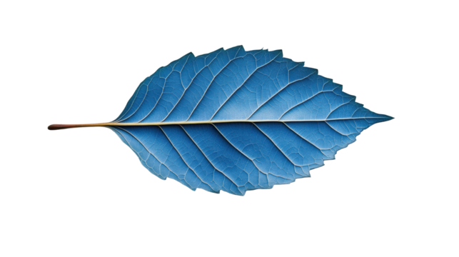 Blue leaf on transparent background