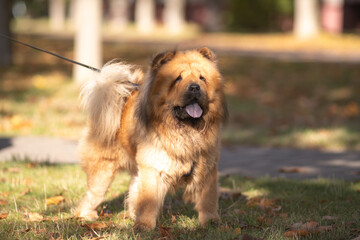 Fototapeta premium A fluffy, brown, thick-coated dog with a playful disposition, the Chow Chow strolls through a sun-drenched park surrounded by colorful autumn leaves, demonstrating a joyful time spent outdoors.