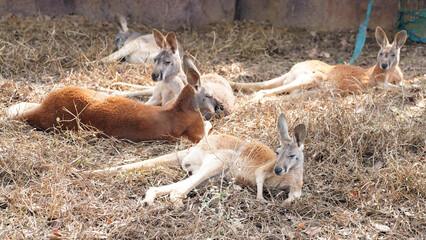 Kangaroo Colony Relaxes on Dry Grass