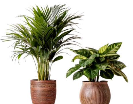 Green Indoor Foliage Plant in White Pot – Home Decor Element – Isolated on Transparent Background