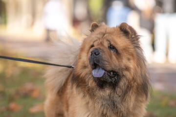A fluffy, brown, thick-coated dog with a playful disposition, the Chow Chow strolls through a...
