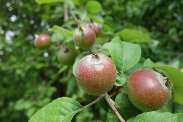 Apfel