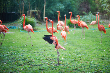A group of bright pink flamingos standing and feeding on green grass in a natural park environment