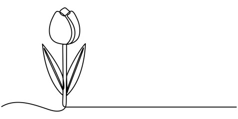 tulip flower continuous one line drawing, Minimalist continuous line drawing a single tulip with stroke Single outline illustration. 