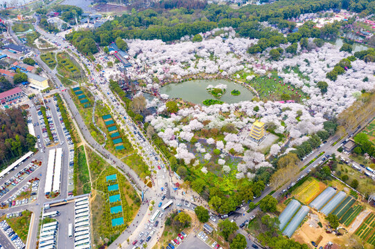 Aerial Cherry Blossom Garden with Lake and Crowded Tourists