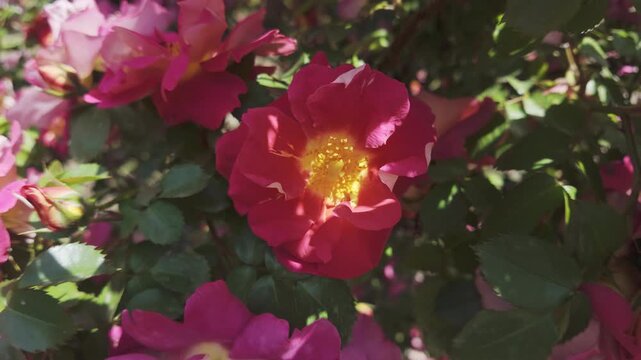 Close-up of deep-pink rose flower (Rosa moyesii) swaying in the breeze 
