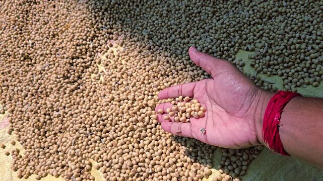 A person holding sun-dried soybeans. Sunlight is key to quality control, reducing moisture for storage and fading green immature beans to market-preferred yellow color