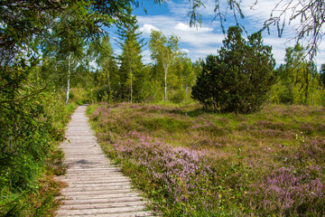 Steg im Wurzacher Ried