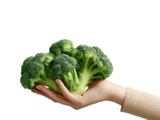 Woman holds fresh green broccoli in hand on transparent