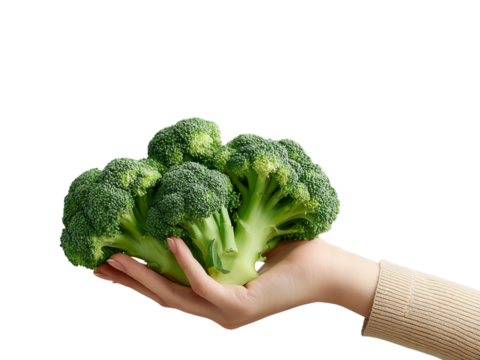 Woman holds fresh green broccoli in hand on transparent