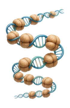 Helical chromatin model showcasing nucleosome organization.