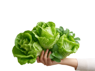 Hand holding fresh butter lettuce against transparent cutout