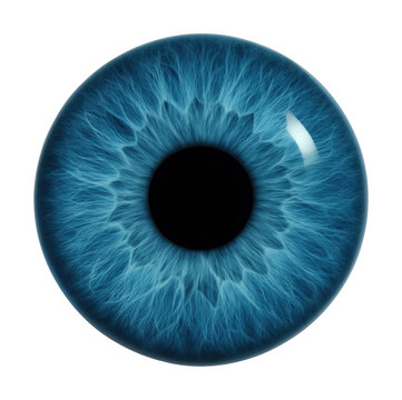 Blue-pigmented human iris model showcasing recessive eye color.