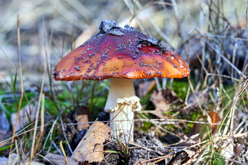A group of mature toadstools in the forest during autumn