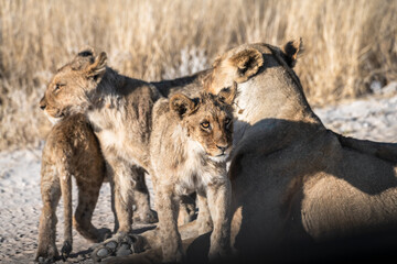 Safari im Etosha Nationalpark