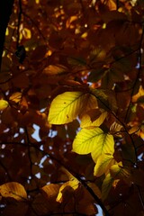 Yellow beech leaves illuminated by sunlight in background of orange leaves.
