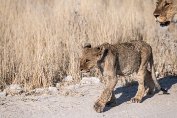 Safari im Etosha Nationalpark