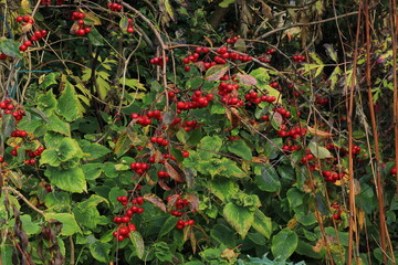 Autumnal Red Berries with Green Foliage Close Up