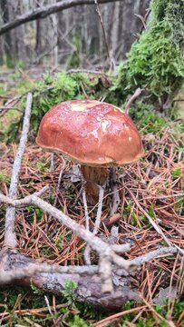 Un beau bolet bai poussant dans la mousse d'une sapini&egrave;re &agrave; l'automne (&Icirc;le-de-France)