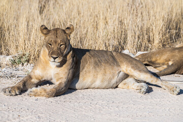 Safari im Etosha Nationalpark