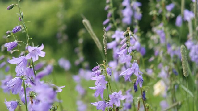 Close-up of a group of round-leaved bellflowers