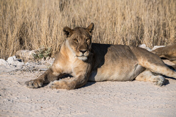 Safari im Etosha Nationalpark