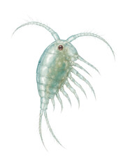 Translucent copepod zooplankton with segmented limbs.
