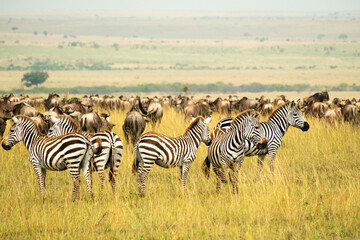 Obraz premium Zebras and Wildebeests During the Great Migration