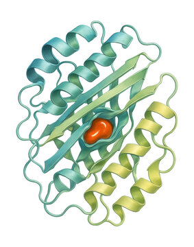Isolated lipase enzyme featuring a classic alpha/beta hydrolase structure and binding site.