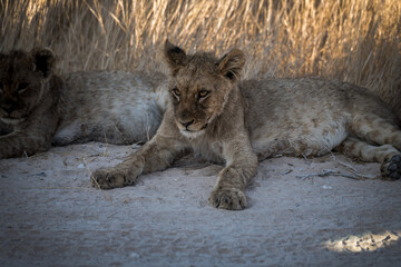 Safari im Etosha Nationalpark