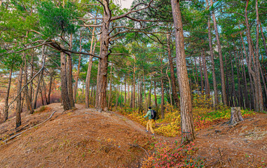 A man with a backpack walks along a forest path in a hilly area in autumn