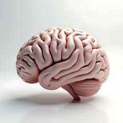 A 3D rendered illustration of the human brain, an isolated medical anatomy organ representing intelligence and cerebral neurology