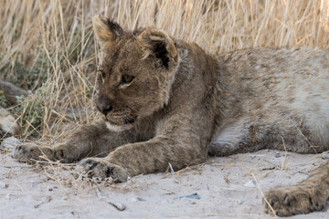 Safari im Etosha Nationalpark