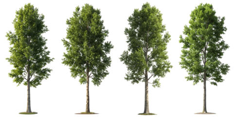 Four trees are displayed in different angles, each adorned with vibrant green leaves. The scene highlights the unique characteristics and forms of each tree, emphasizing nature's beauty.