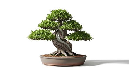 Twisted bonsai tree