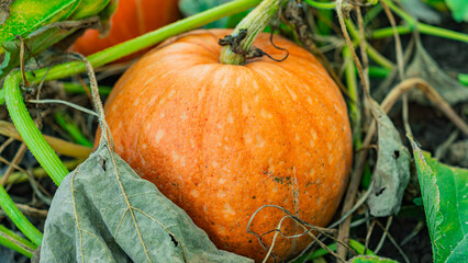 Organic pumpkin for porridge, orange color