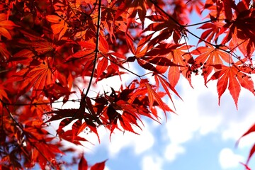 red leaves and blue sky