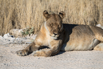 Safari im Etosha Nationalpark