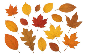 Fototapeta premium Autumn leaves collection featuring a variety of maple, oak and general foliage in warm fall colors, transparent background