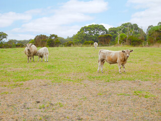Cows staring and a calf drinking milk