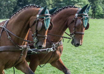 Dressage Horse Pair
