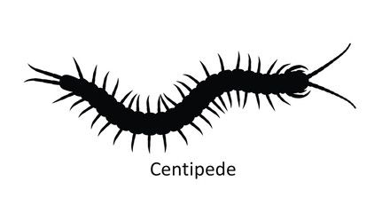 A simple illustration of a black centipede with many legs and antennae