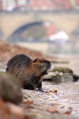 Wild nutria in center of Prague. It lives near the Vltava river