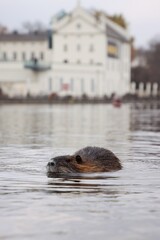 Wild nutria in center of Prague. It lives near the Vltava river