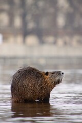 Wild nutria in center of Prague. It lives near the Vltava river