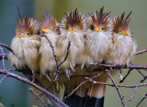 A flock of guira cuckoos on a perch.