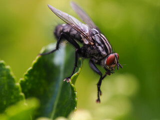 Flesh fly on a leaf, close-up.