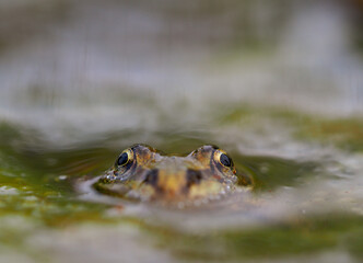 Green frog hidden in the water, only eyes are visible.