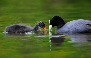 Eurasian coot is teaching its chick to search for food.